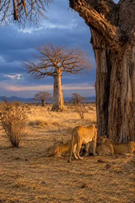 TANZANIA